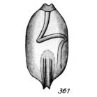 Lagena cristigera Buchner, 1940 Lagena cristigera Buchner, 1940