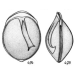 Lagena crustosa Buchner, 1940