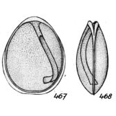 Lagena decipiens Buchner, 1940 Lagena decipiens Buchner, 1940