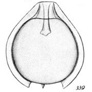 Lagena dendiculifera Buchner, 1940 Lagena dendiculifera Buchner, 1940