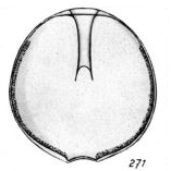 Lagena diaphana Buchner, 1940