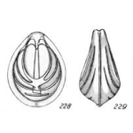 Lagena distincta Buchner, 1940