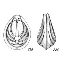 Lagena distincta Buchner, 1940 Lagena distincta Buchner, 1940