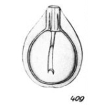 Lagena frangens Buchner, 1940