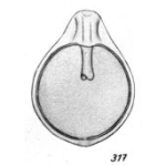 Lagena furcillifera Buchner, 1940