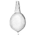 Lagena gibbera Buchner, 1940