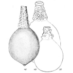 Lagena gibbera Buchner, 1940