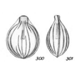 Lagena gratiosa Buchner, 1940