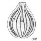 Lagena gratiosa Buchner, 1940