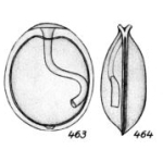 Lagena guttula Buchner, 1940