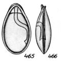 Lagena guttula Buchner, 1940