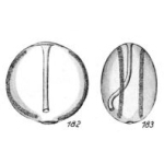 Lagena habenifera Buchner, 1940