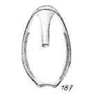 Lagena habenifera Buchner, 1940