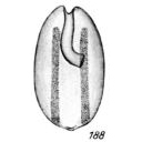 Lagena habenifera Buchner, 1940