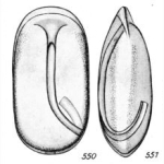 Lagena hamigera Buchner, 1940