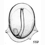 Lagena heronallenii Buchner, 1940