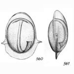 Lagena heronallenii Buchner, 1940