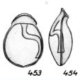 Lagena humilis Buchner, 1940