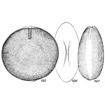 Lagena immoderata Buchner, 1940