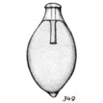 Lagena lecythiformis Buchner, 1940