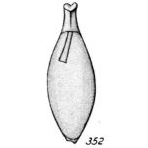Lagena lecythiformis Buchner, 1940 Lagena lecythiformis Buchner, 1940