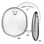 Lagena lentiformis Buchner, 1940