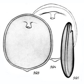 Lagena lentiformis Buchner, 1940 Lagena lentiformis Buchner, 1940