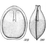 Lagena marmoraria Buchner, 1940