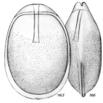 Lagena mazzarensis Buchner, 1940