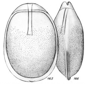 Lagena mazzarensis Buchner, 1940 Lagena mazzarensis Buchner, 1940