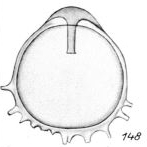 Lagena mennellae Buchner, 1940