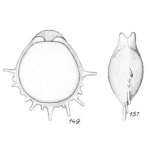 Lagena mennellae Buchner, 1940