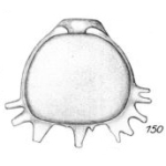Lagena mennellae Buchner, 1940