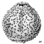 Lagena micans Buchner, 1940