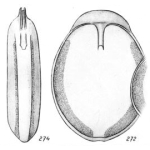 Lagena molesta Buchner, 1940