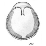 Lagena molesta Buchner, 1940