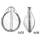 Lagena neglecta Buchner, 1940
