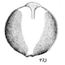 Lagena neglecta Buchner, 1940