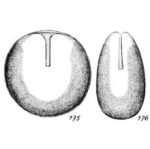 Lagena neglecta Buchner, 1940