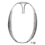 Lagena neglecta Buchner, 1940