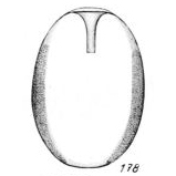 Lagena neglecta Buchner, 1940