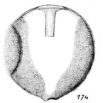 Lagena neglecta Buchner, 1940