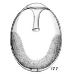 Lagena neglecta Buchner, 1940, author: Le Coze, François