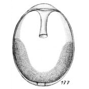 Lagena neglecta Buchner, 1940 Lagena neglecta Buchner, 1940