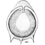 Lagena neptuni Buchner, 1940