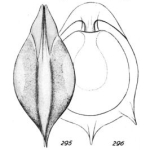 Lagena neptuni Buchner, 1940