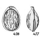 Lagena nucelloides Buchner, 1940
