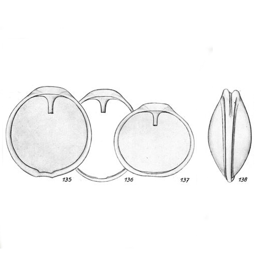 Lagena nummiformis Buchner, 1940
