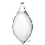 Lagena ollula Buchner, 1940