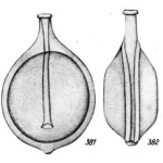 Lagena orbitifera Buchner, 1940
